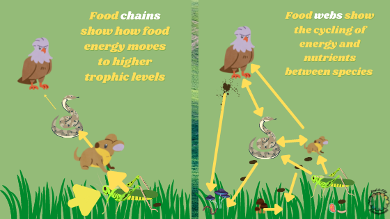 Image compares and contrasts food chains and food webs.