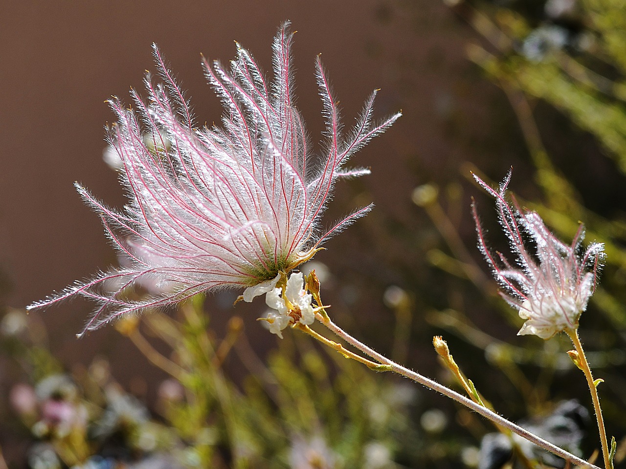 Image of the flower from a desert shrub, Apache Plume provides an example of a desert riparian plant that can be revegetated using hydrogels.