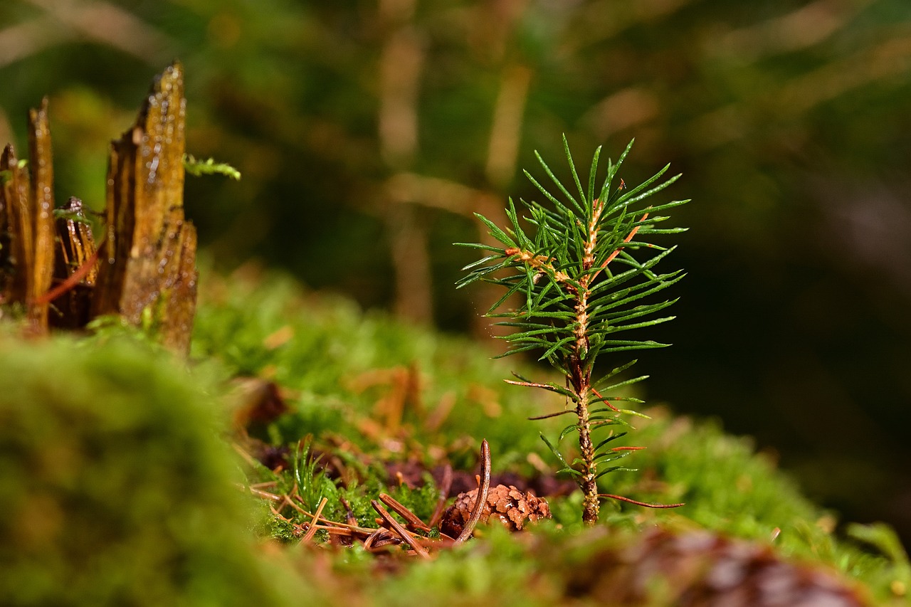 This image of a conifer seedling challenges the viewer to consider which plant nutrient is most neglected.